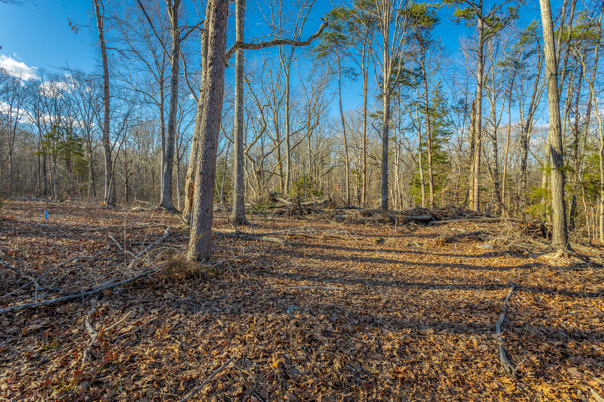 Beach Road #433, Spring City, Tennessee image 41