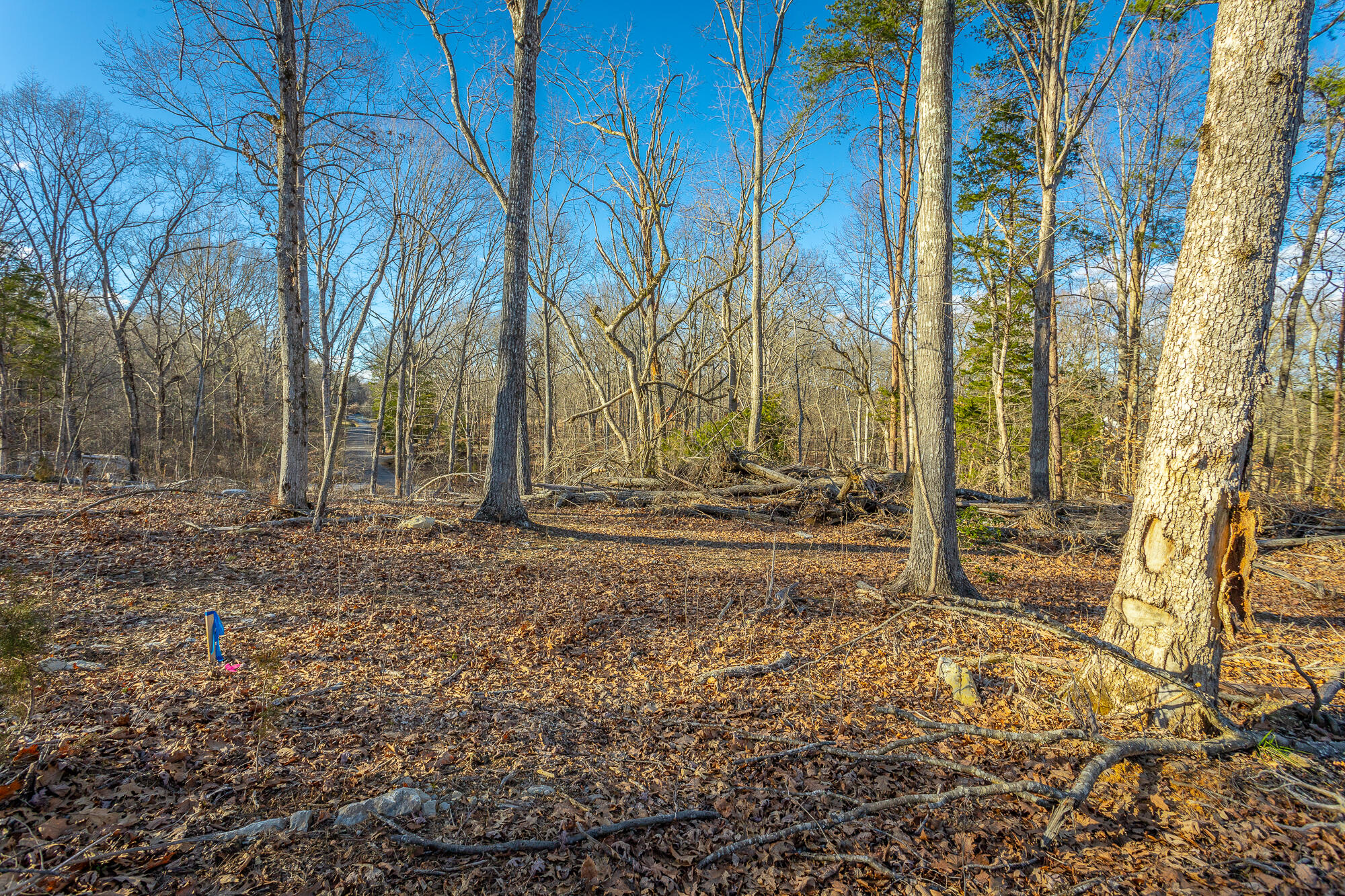 Beach Road #433, Spring City, Tennessee image 39