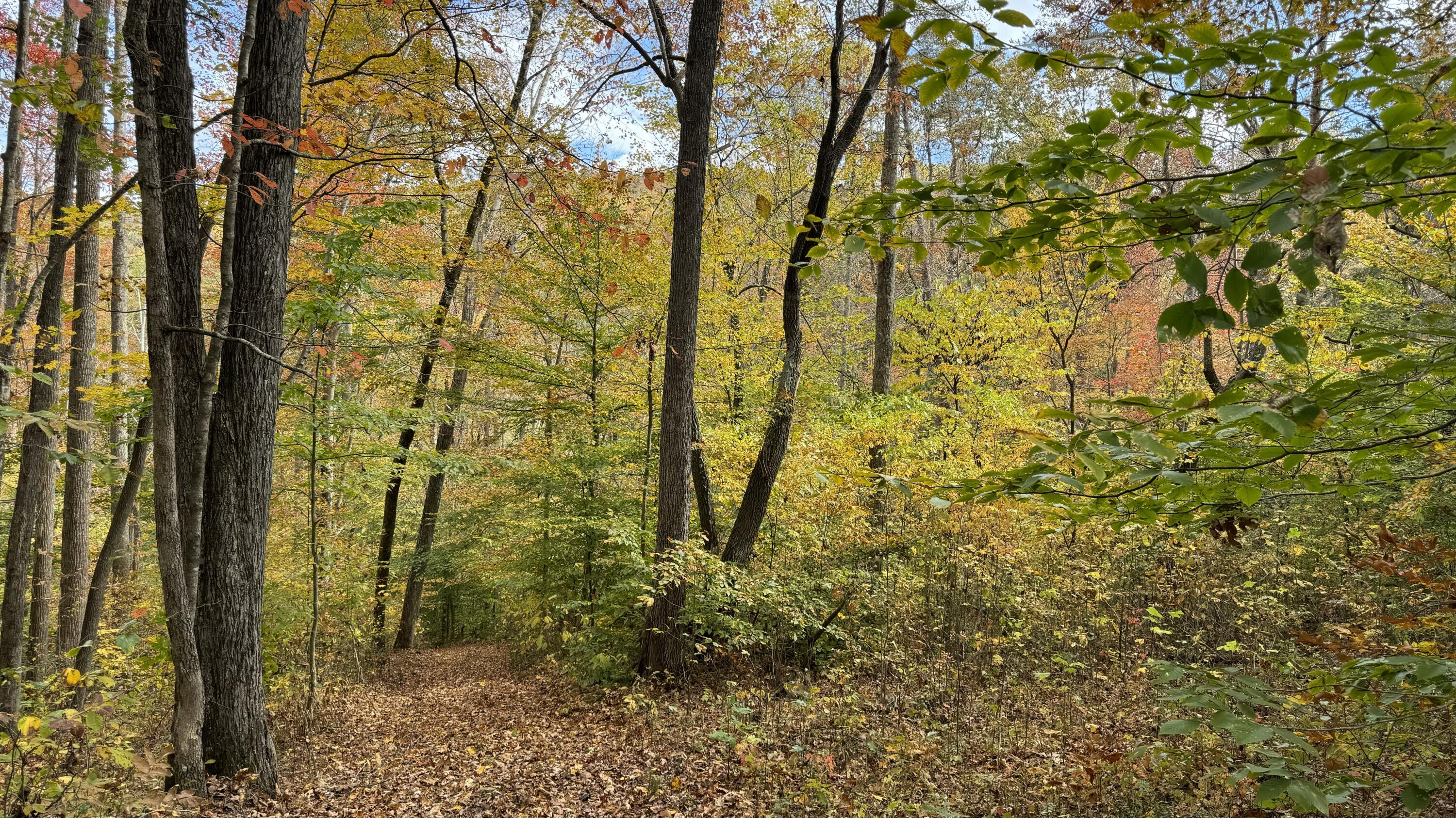 Board Valley Road, Cookeville, Tennessee image 6