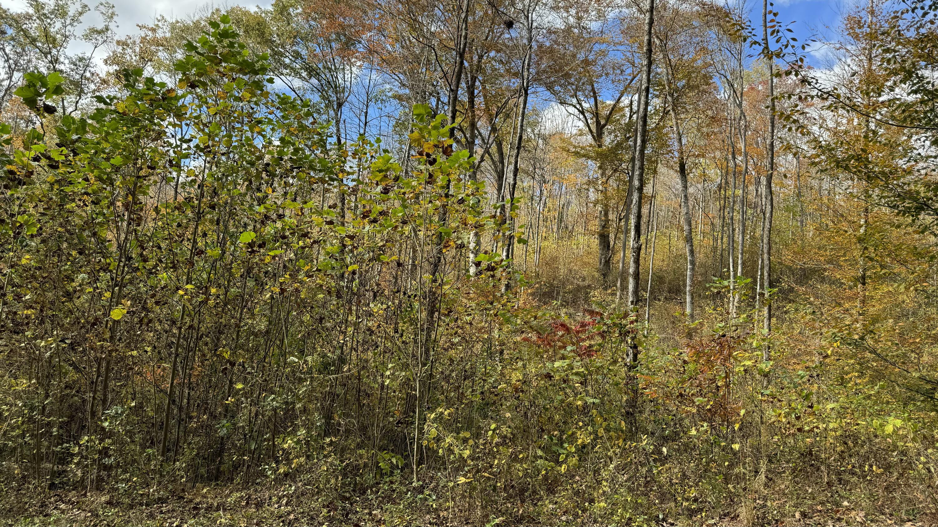 Board Valley Road, Cookeville, Tennessee image 8