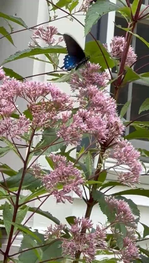 Tiny photo for 965 Signal Road, Signal Mountain, TN 37377 (MLS # 1527355)