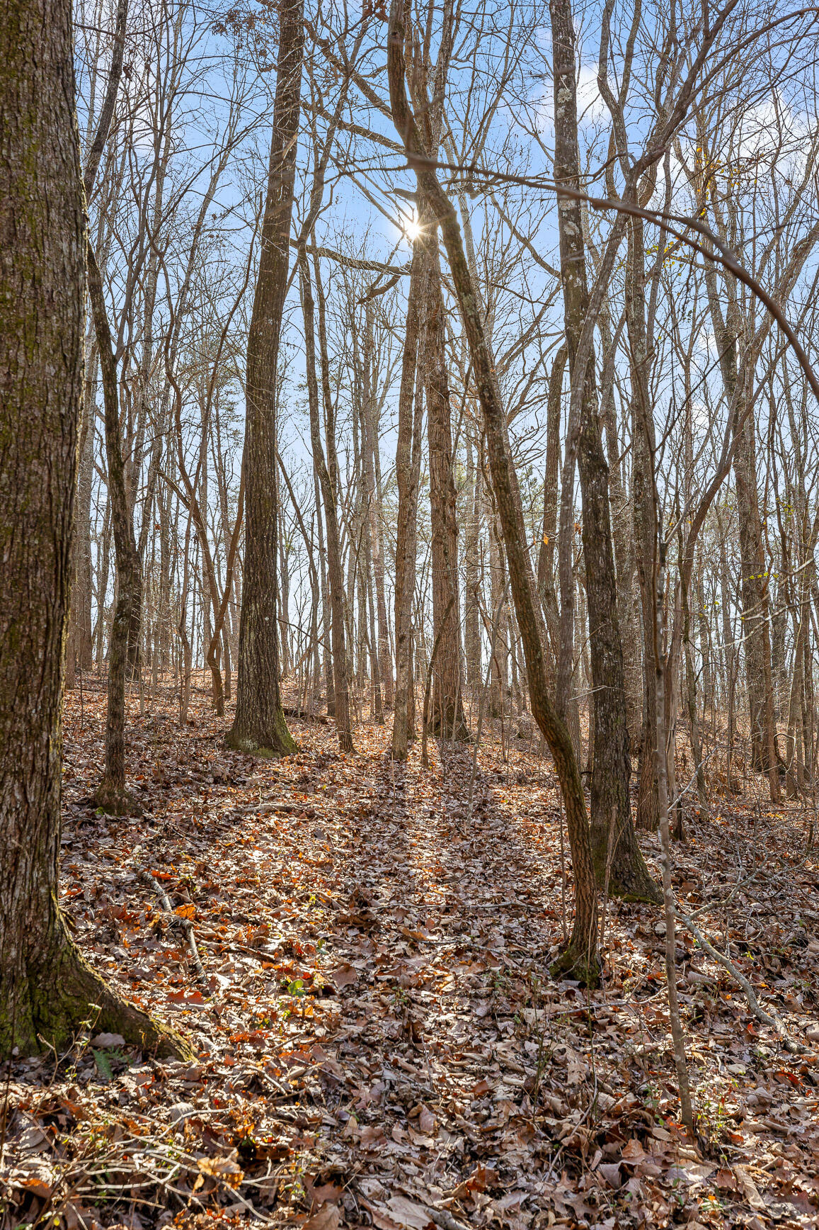 698 Green Pond Road, Soddy Daisy, Tennessee image 27
