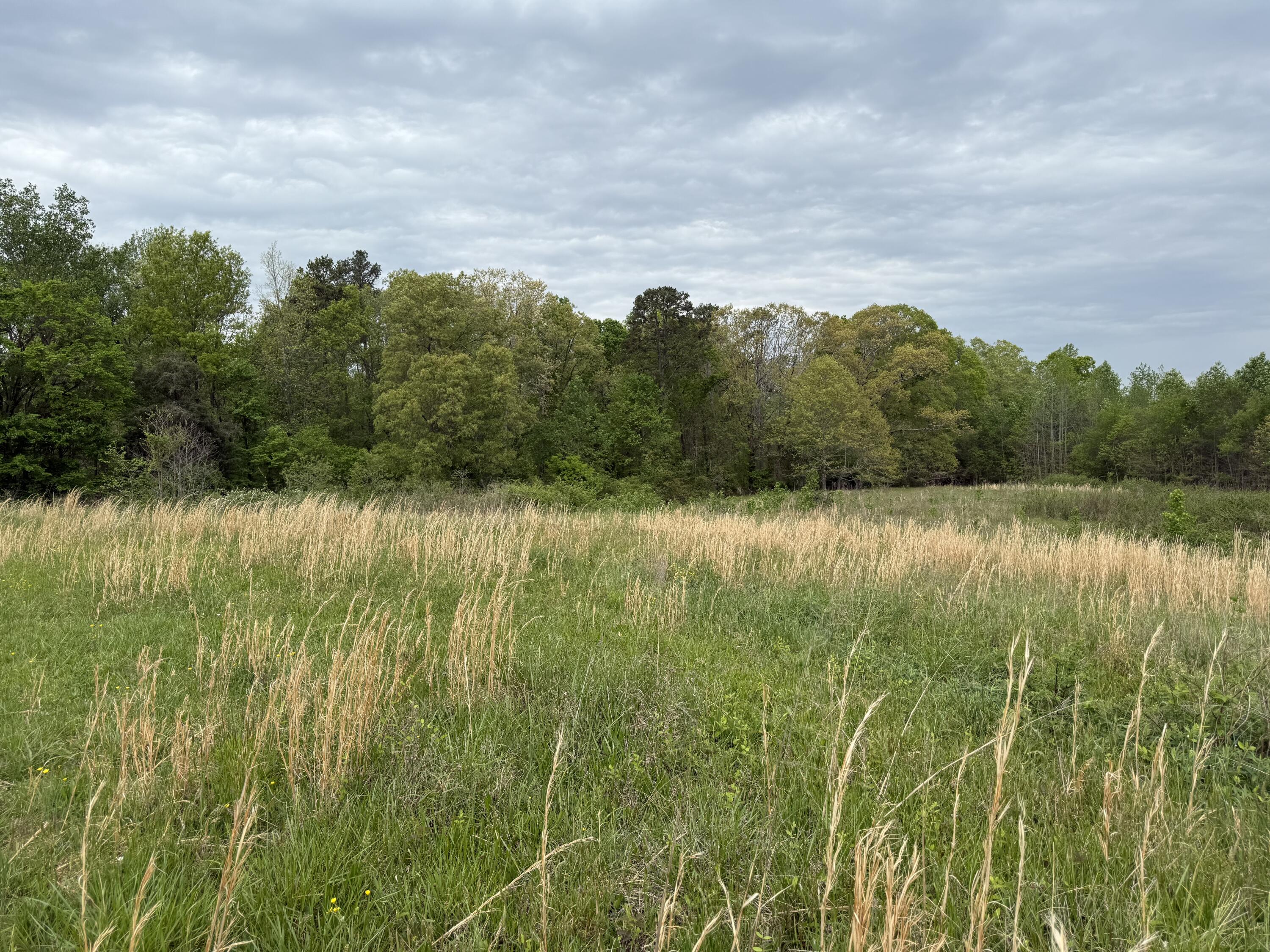 11 Ac Worley Chapel Road, Trenton, Georgia image 3