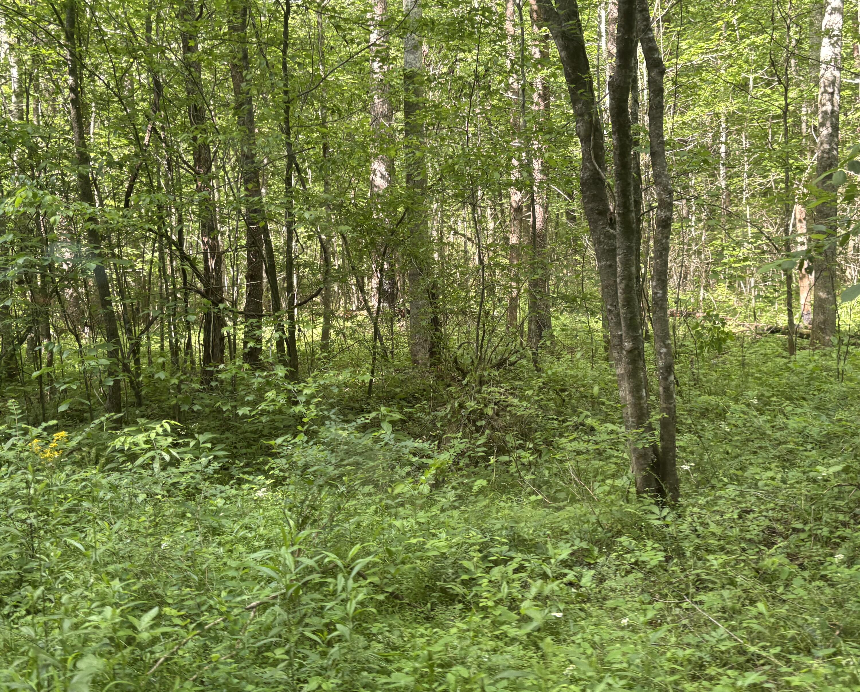 Egypt Hollow Road, Trenton, Georgia image 7