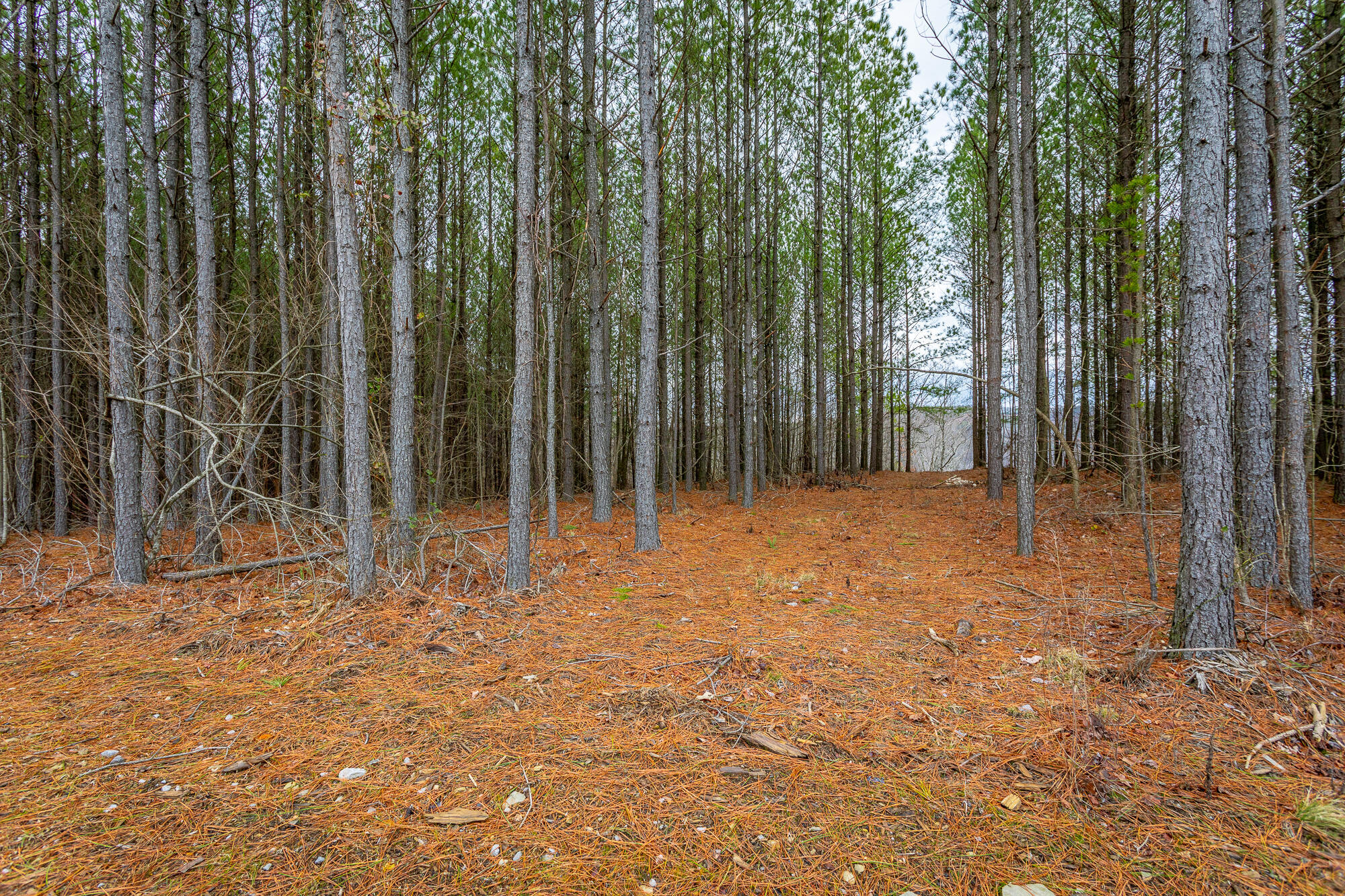 Split Rail Way #LOT 1354, Guild, Tennessee image 12