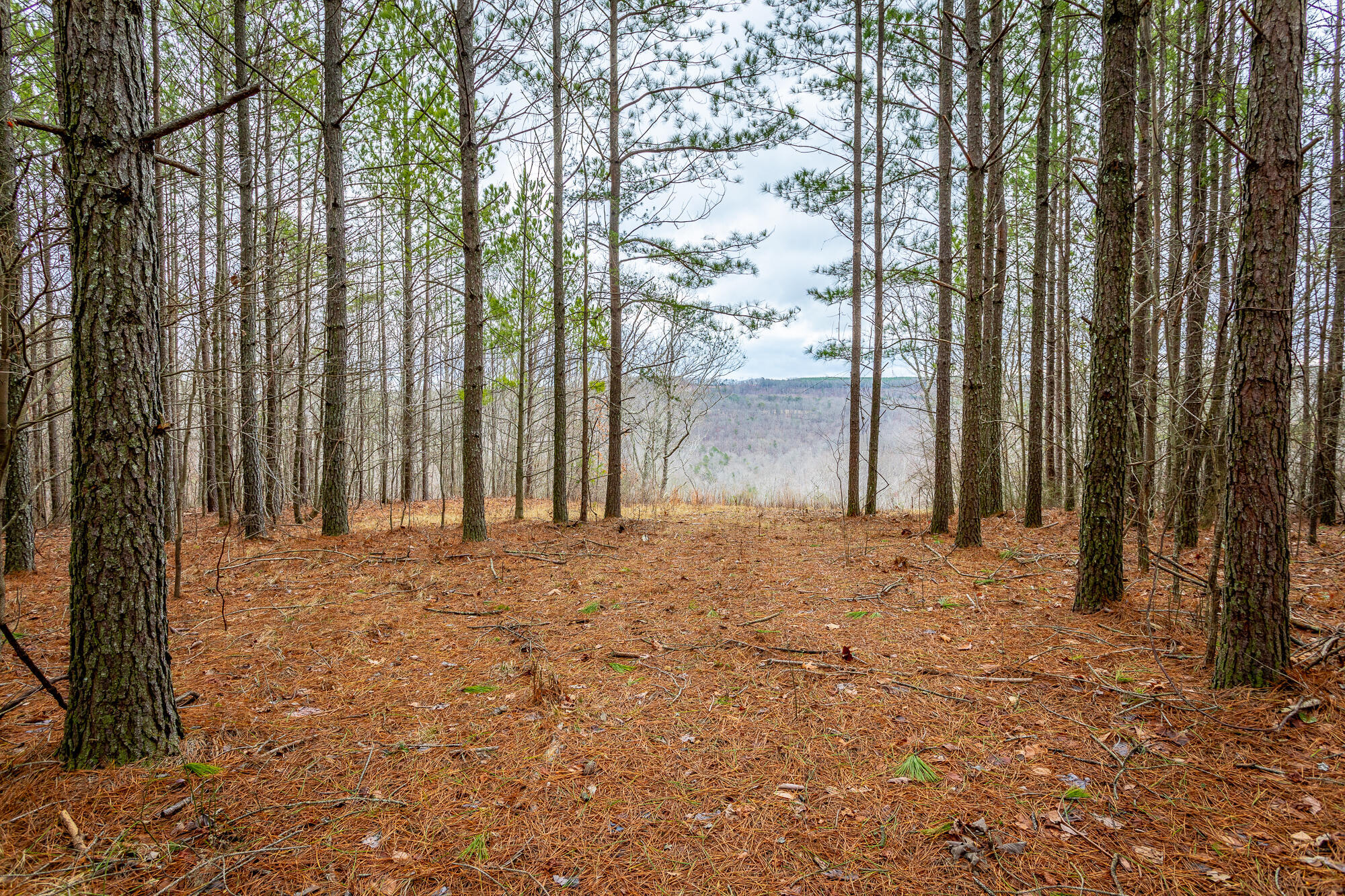 Split Rail Way #LOT 1354, Guild, Tennessee image 11
