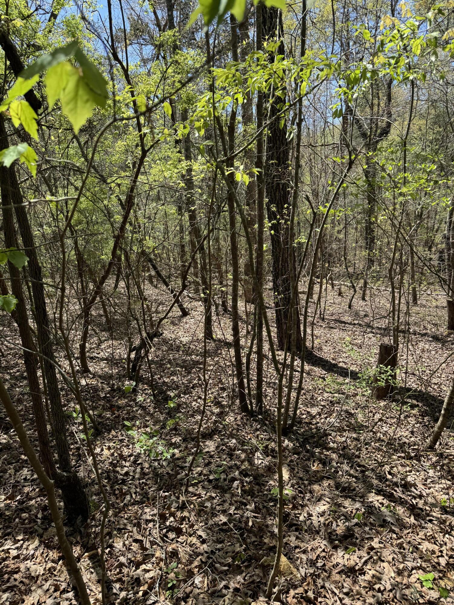 3 Hidden Ridge Loop, Dunlap, Tennessee image 3