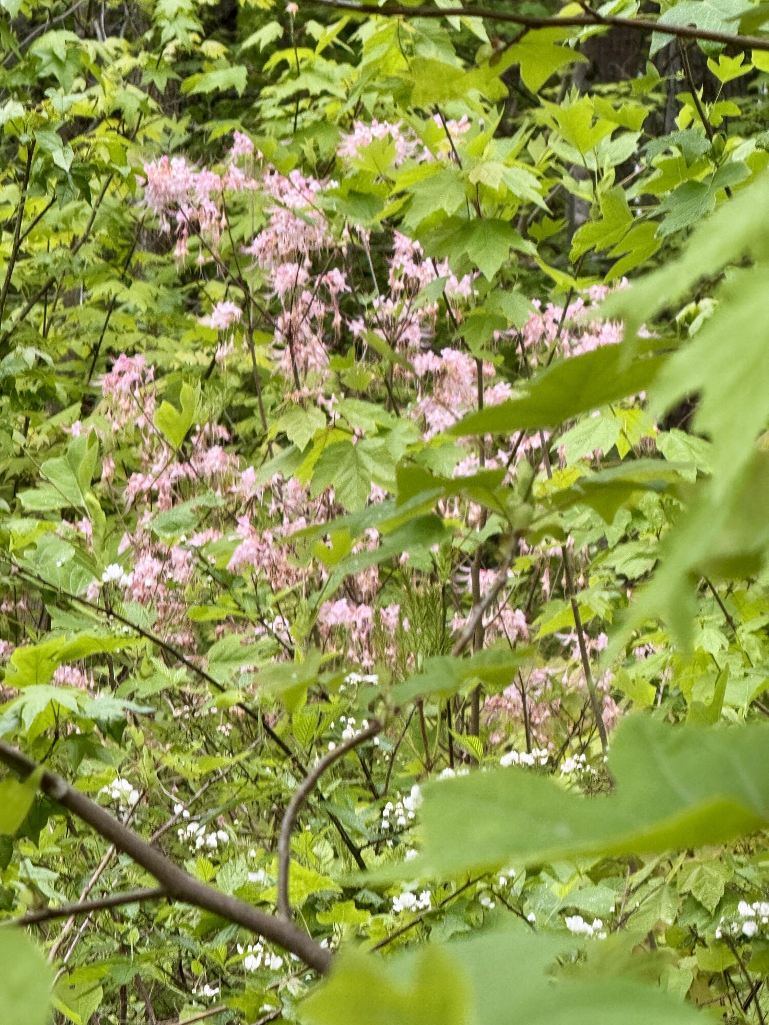 000 Sullivan Road #LOT 2, Dunlap, Tennessee image 13