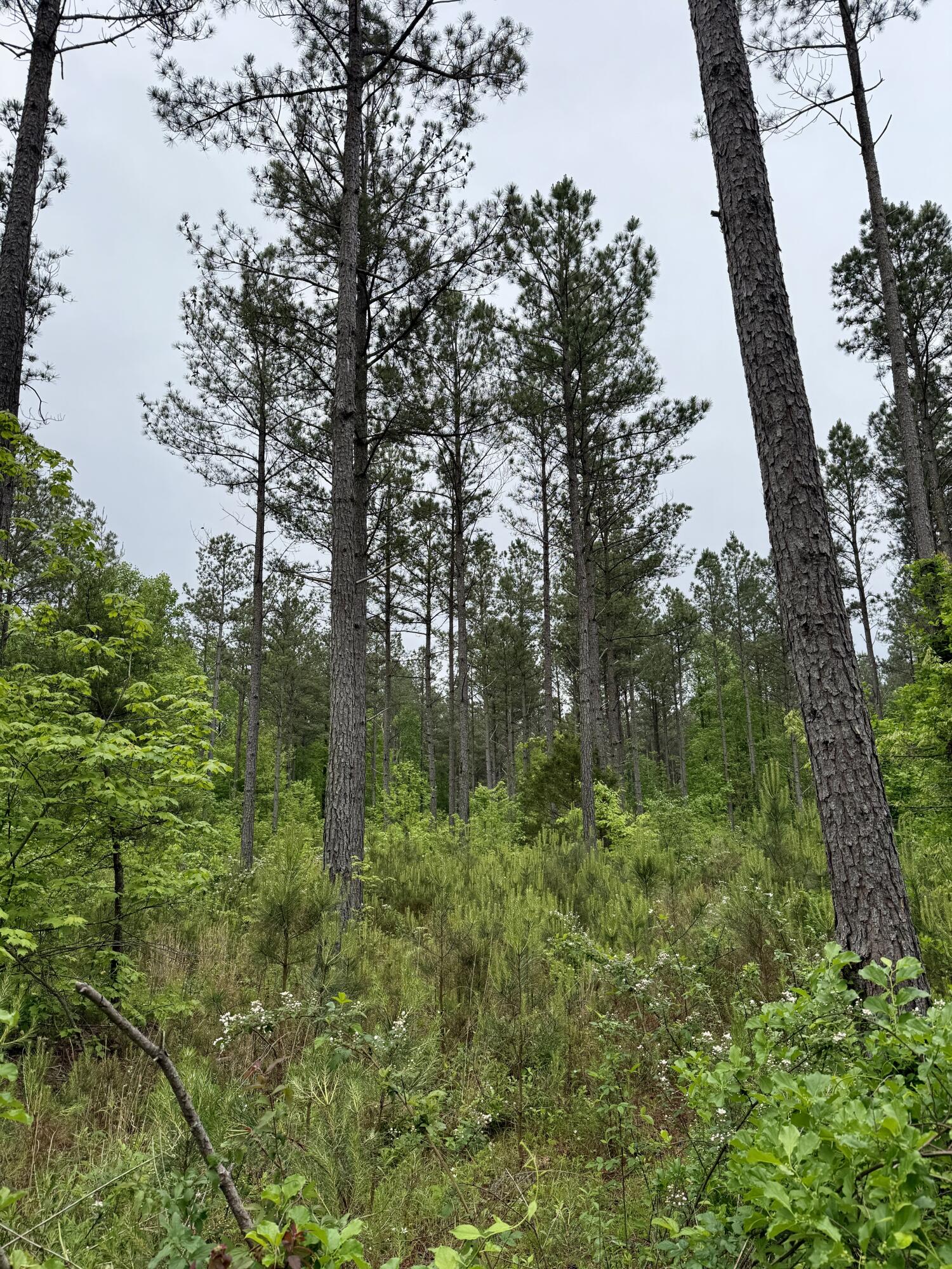 000 Sullivan Road #LOT 2, Dunlap, Tennessee image 3