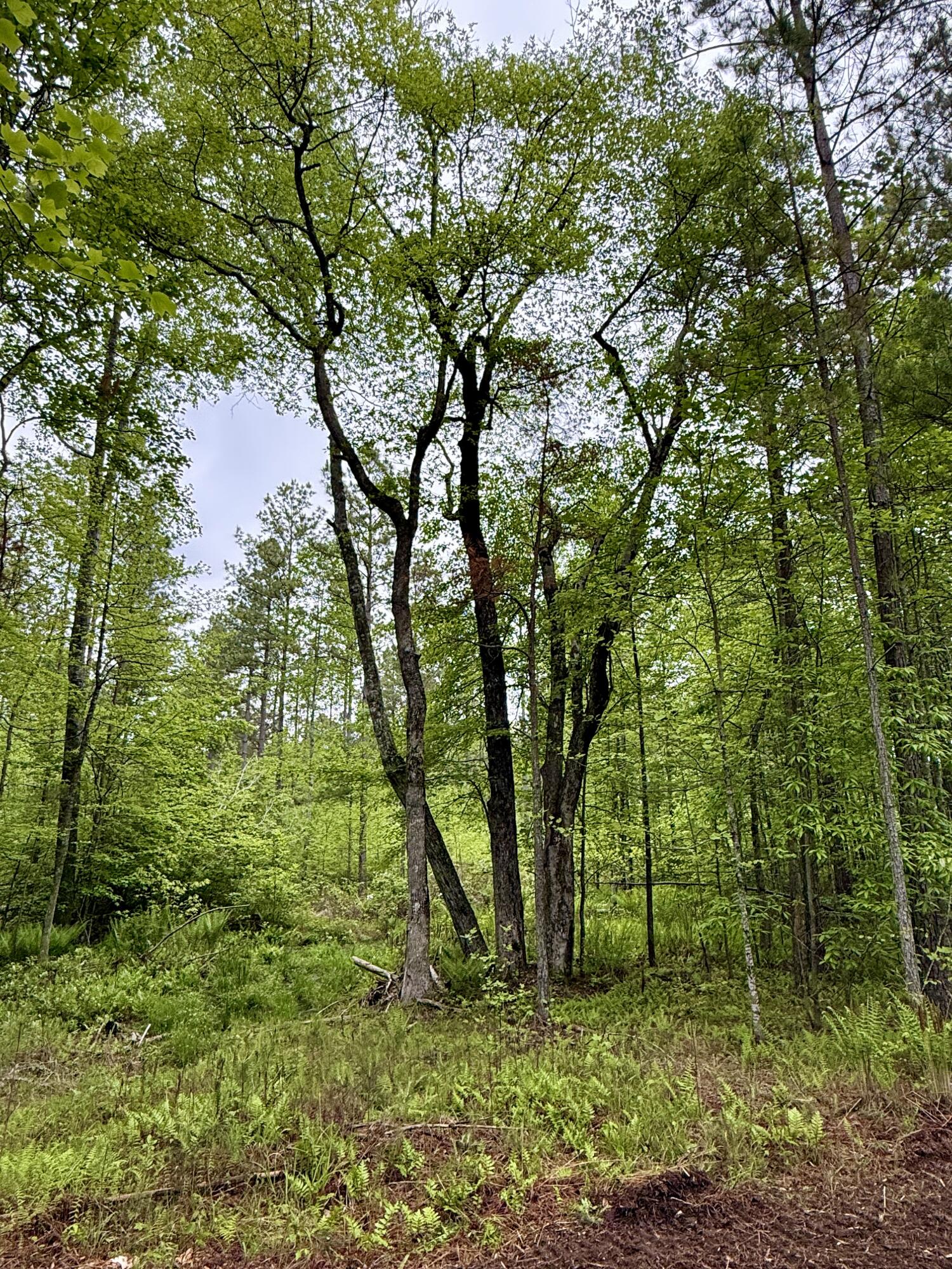 000 Sullivan Road #LOT 2, Dunlap, Tennessee image 10