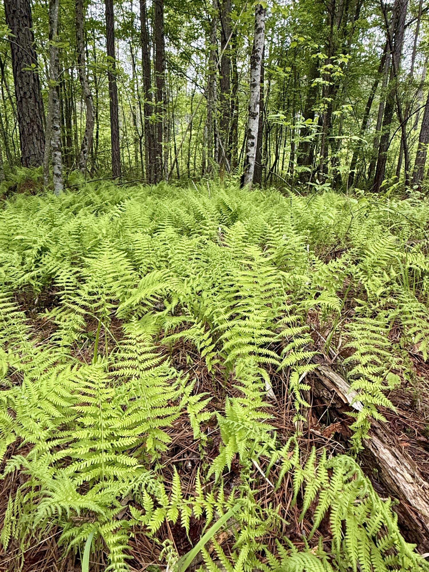 000 Sullivan Road #LOT 2, Dunlap, Tennessee image 11