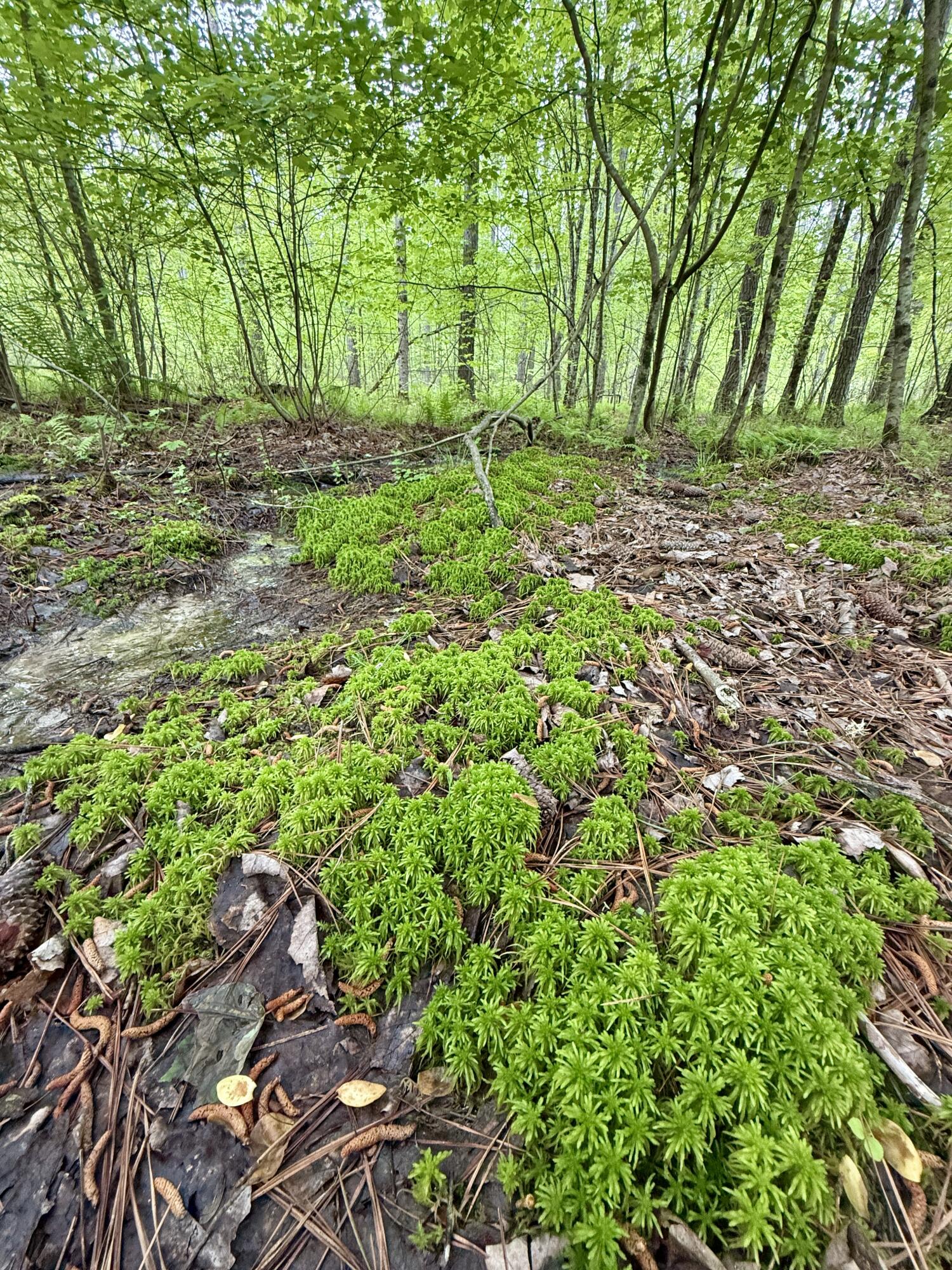 000 Sullivan Road #LOT 2, Dunlap, Tennessee image 9