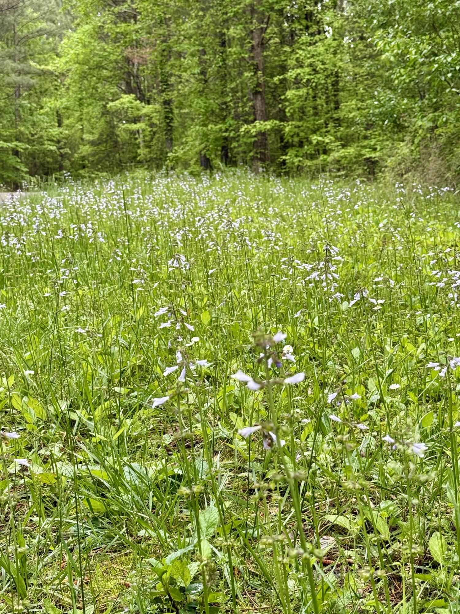 000 Sullivan Road #LOT 2, Dunlap, Tennessee image 16