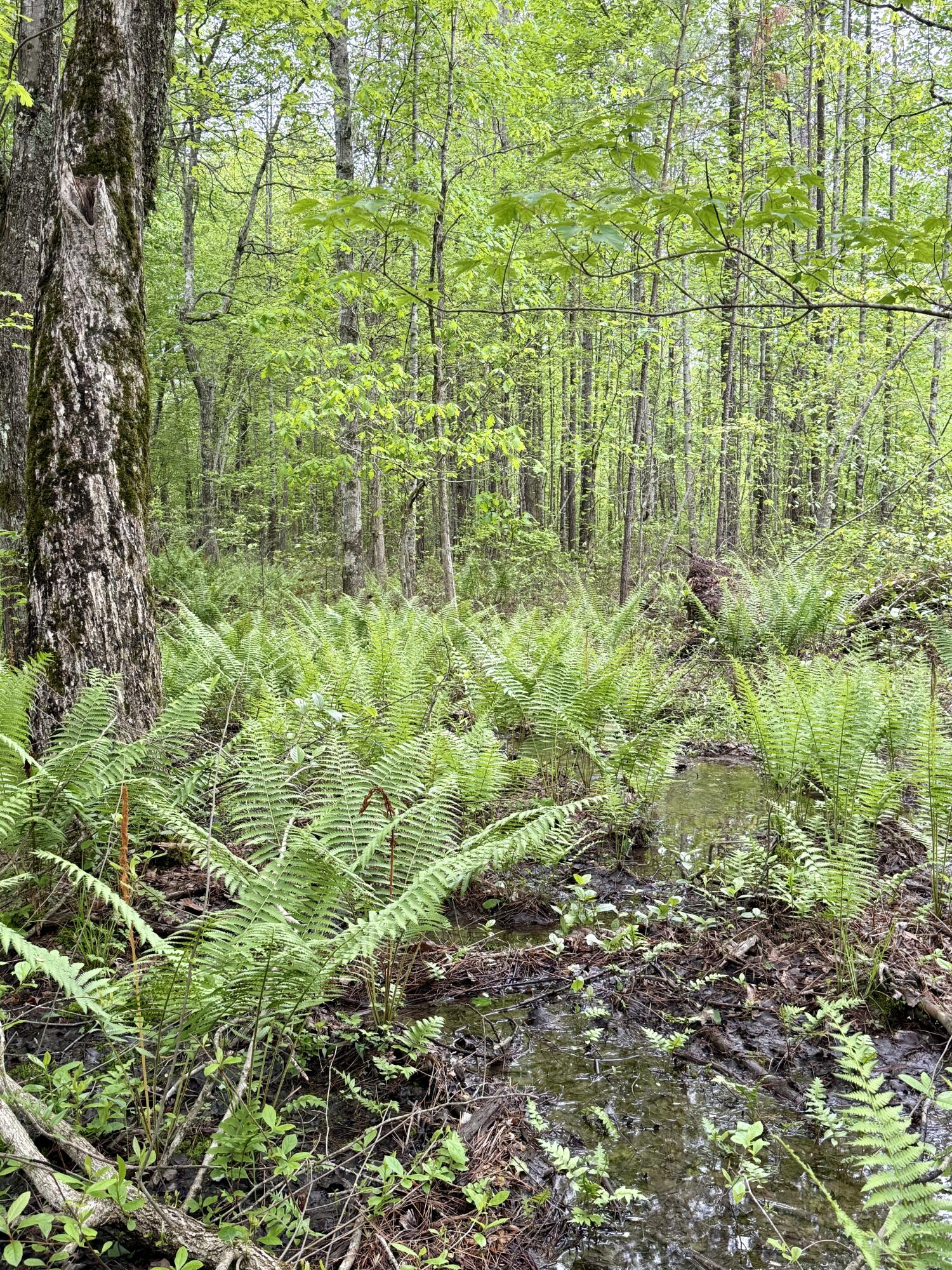 000 Sullivan Road #LOT 2, Dunlap, Tennessee image 15