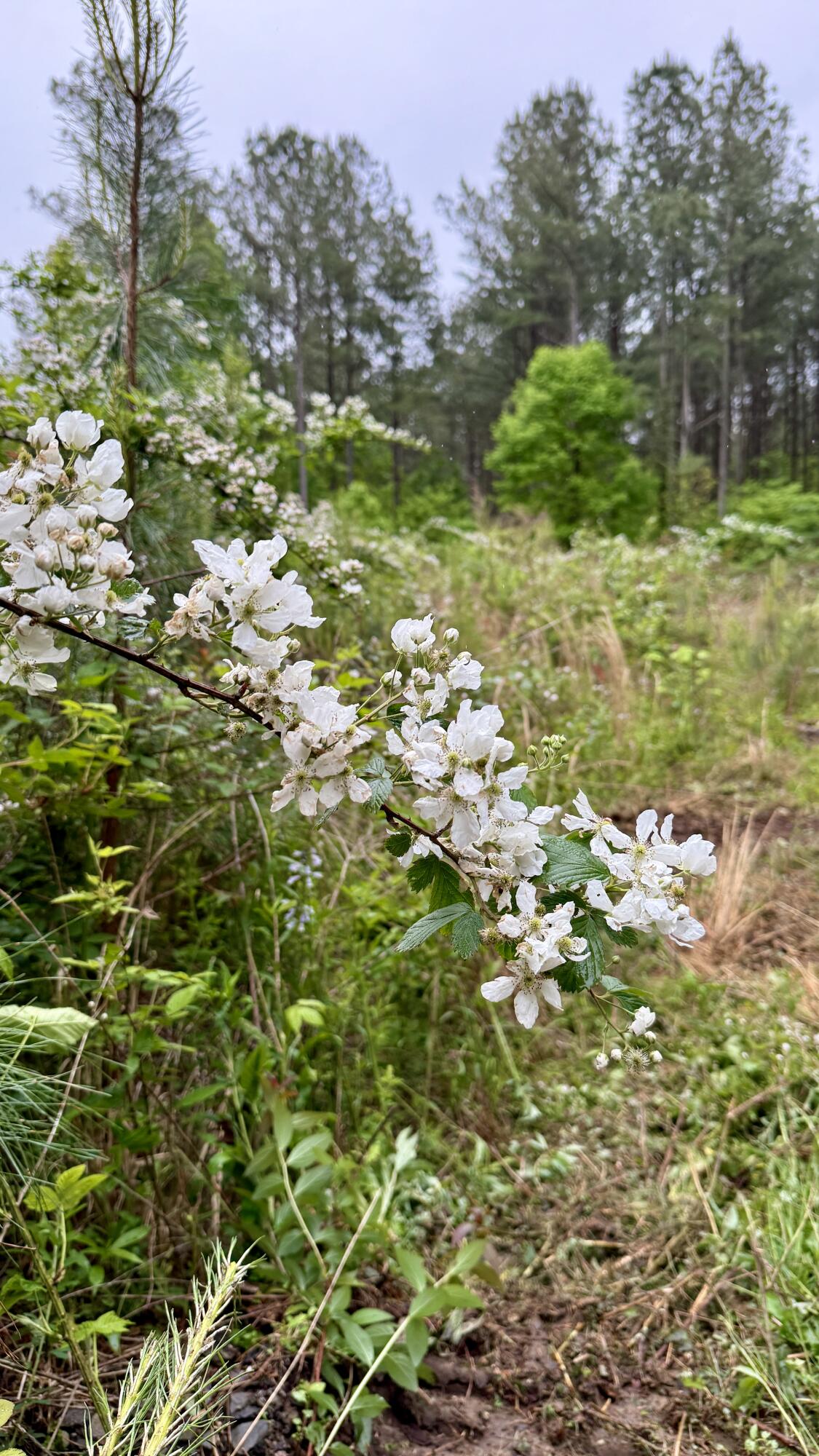 000 Sullivan Road #LOT 2, Dunlap, Tennessee image 7