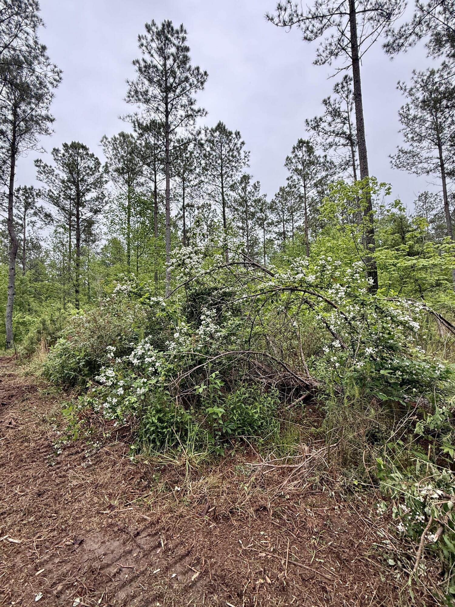 000 Sullivan Road #LOT 2, Dunlap, Tennessee image 5