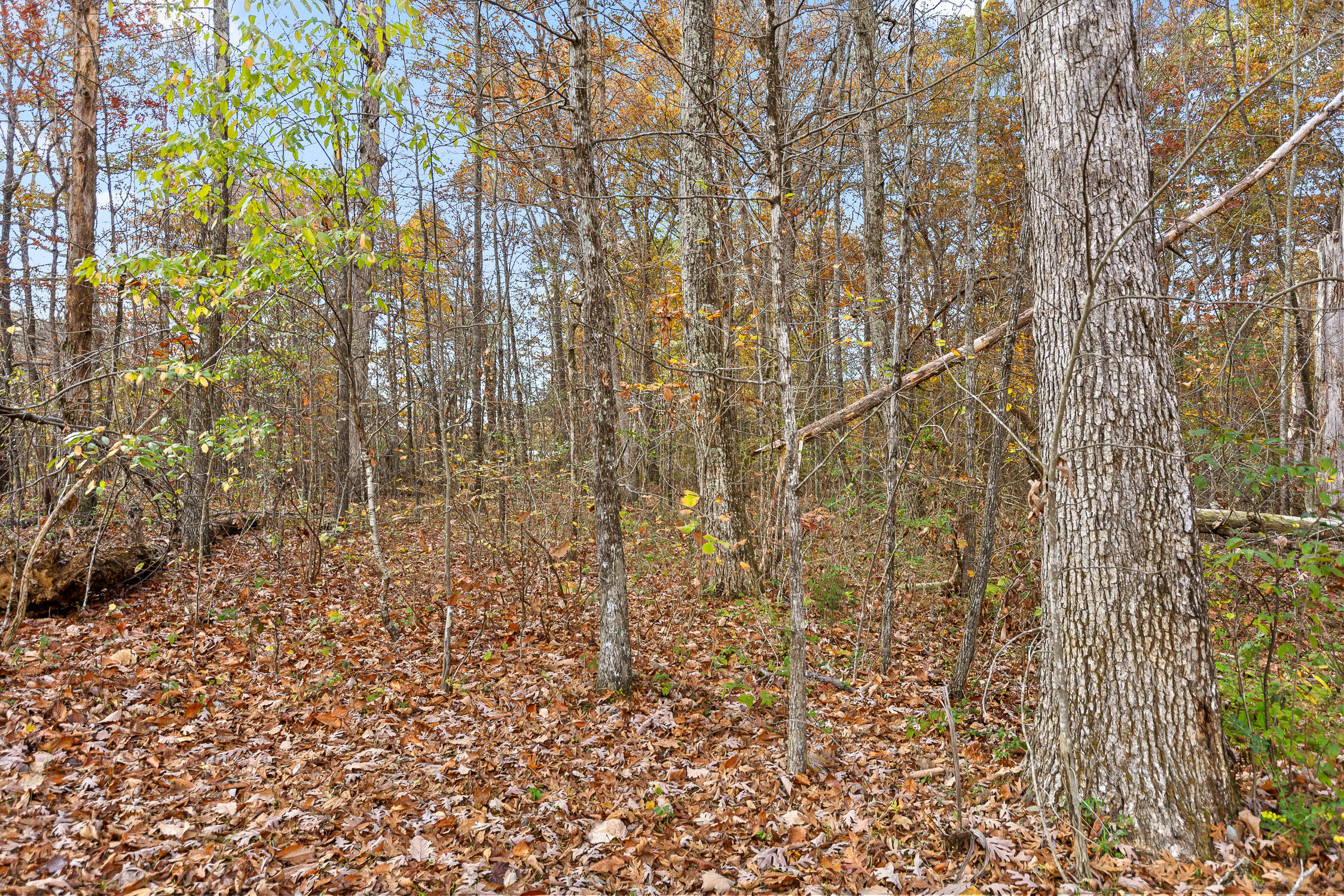 612 Miles Road, Signal Mountain, Tennessee image 3