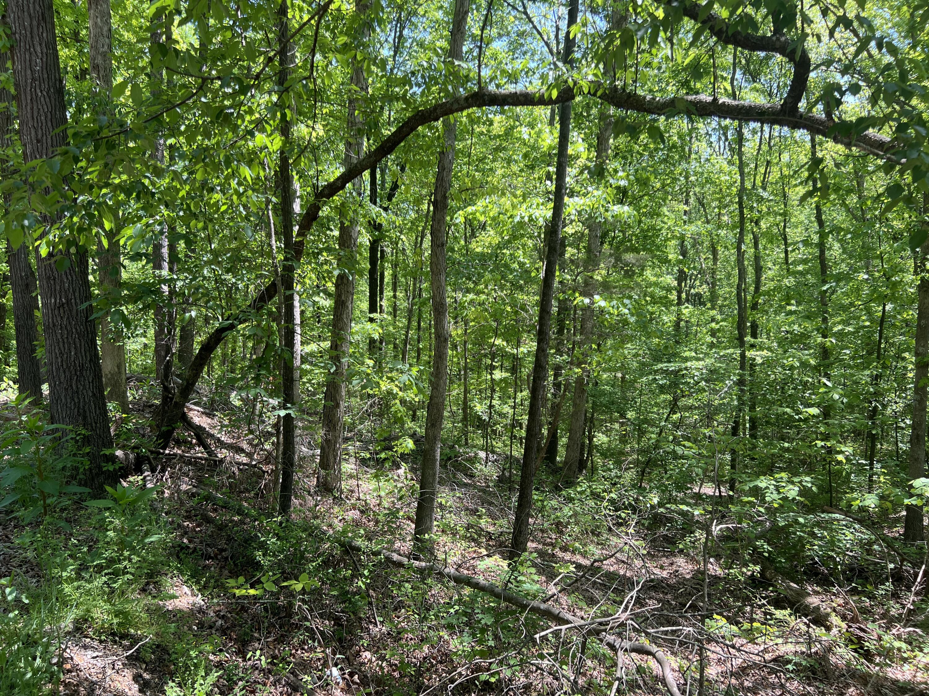Hwy 163, Calhoun, Tennessee image 4