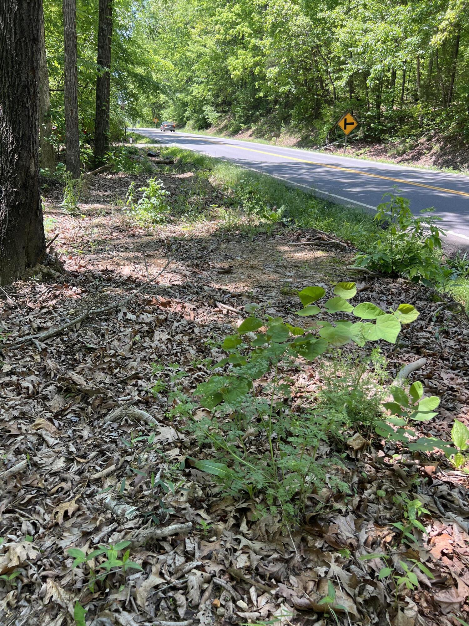 Hwy 163, Calhoun, Tennessee image 1