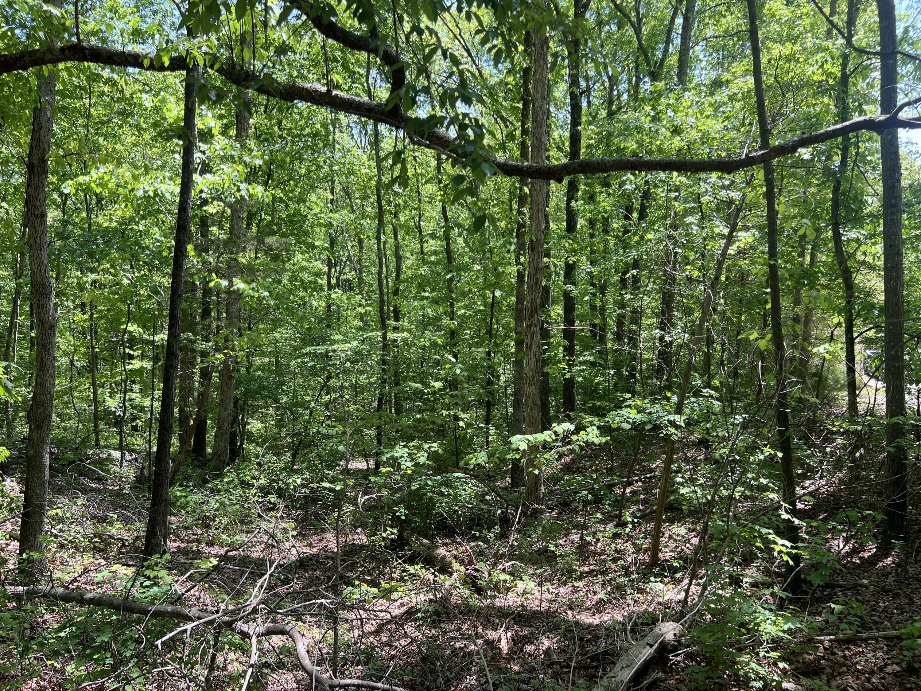 Hwy 163, Calhoun, Tennessee image 3