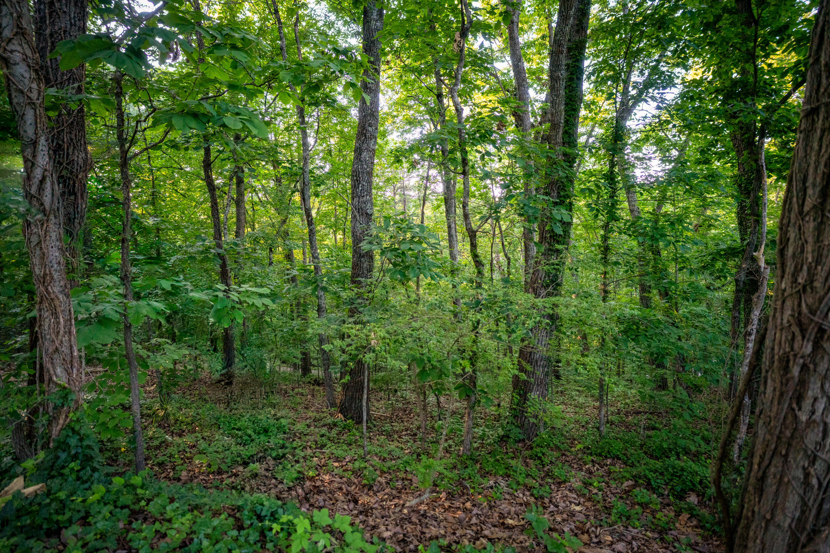 6615 River Winds Lane, Hixson, Tennessee image 3