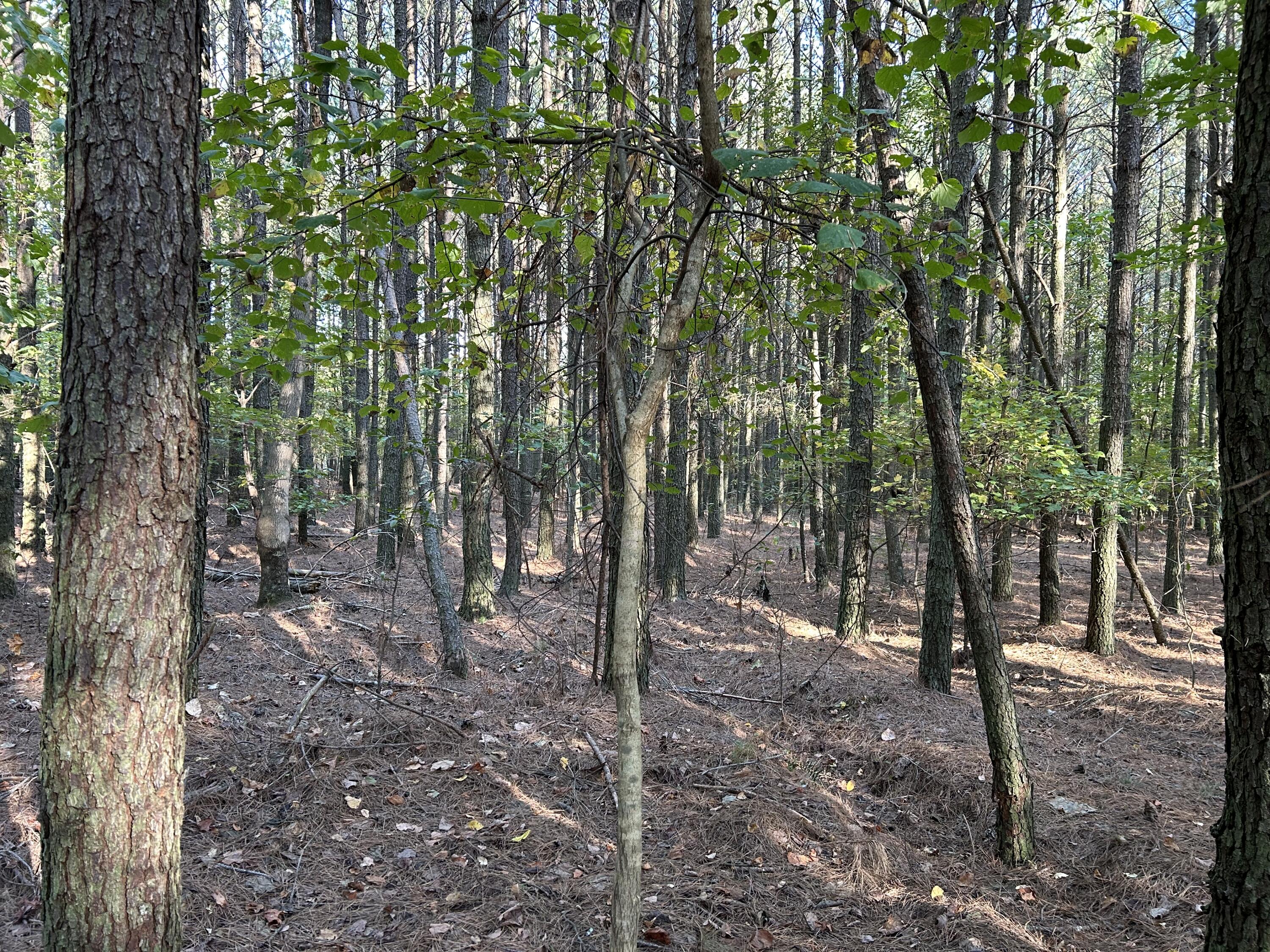 2035 Crockett Point #JF-609, Jasper, Tennessee image 9