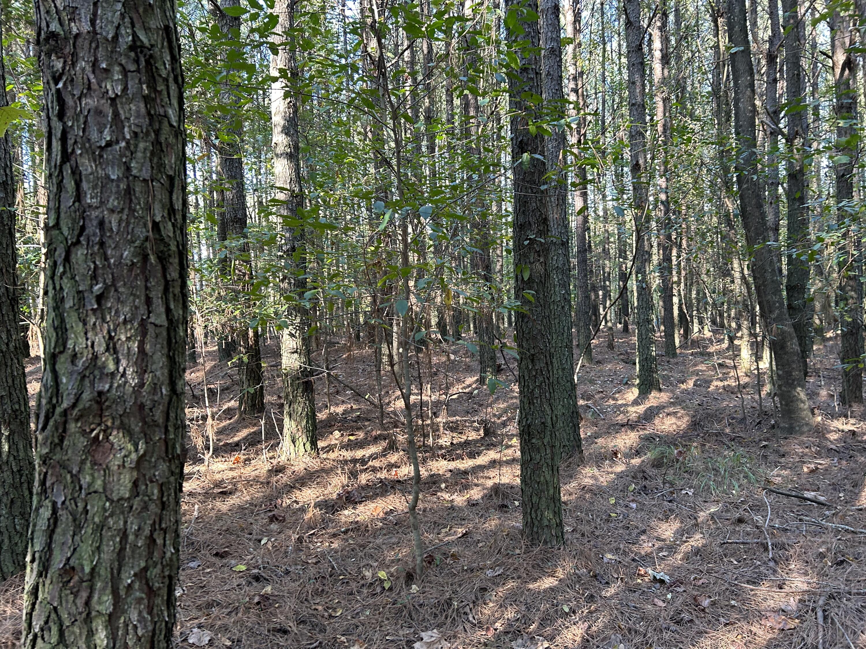 2035 Crockett Point #JF-609, Jasper, Tennessee image 10