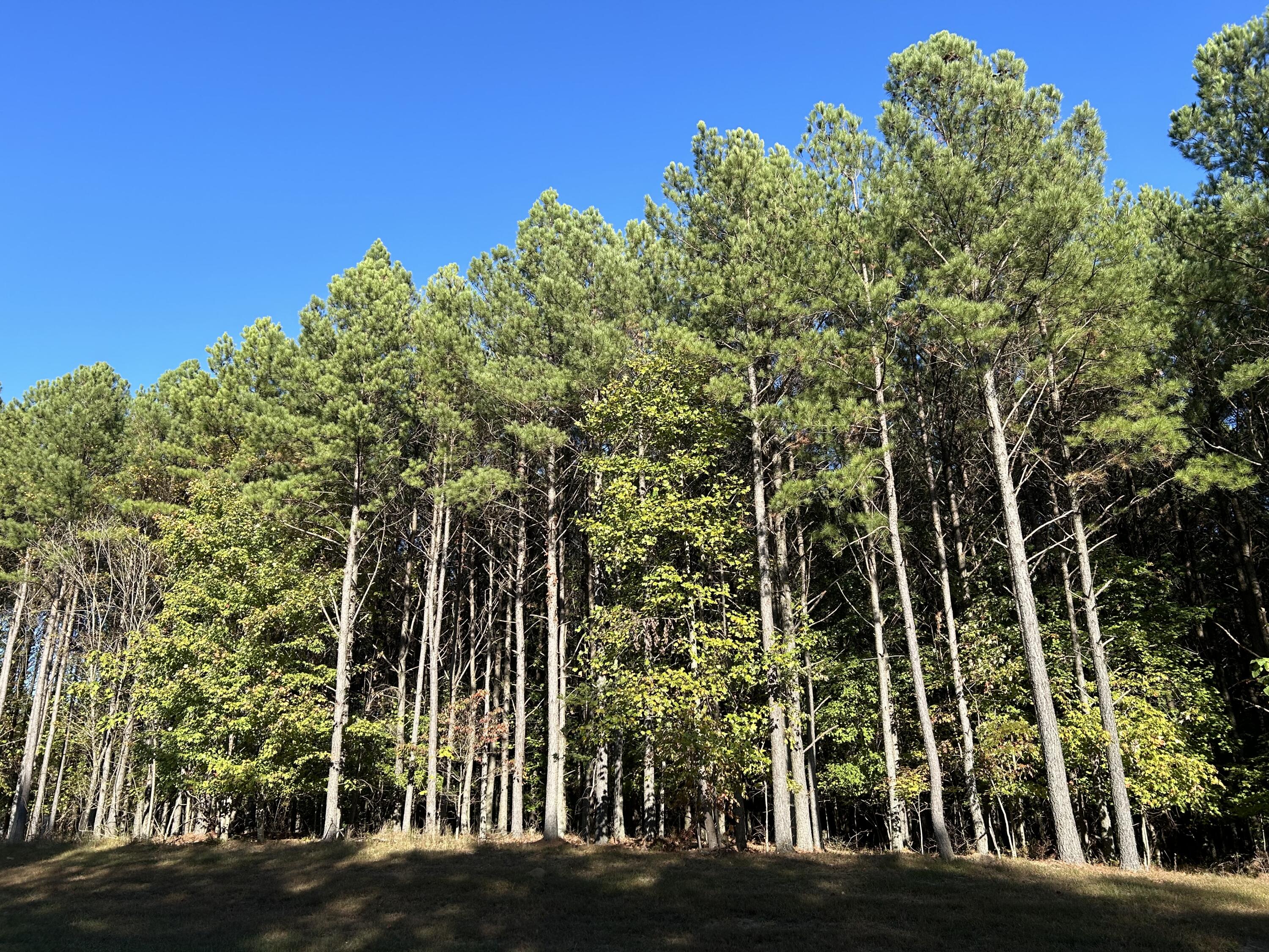 2035 Crockett Point #JF-609, Jasper, Tennessee image 3