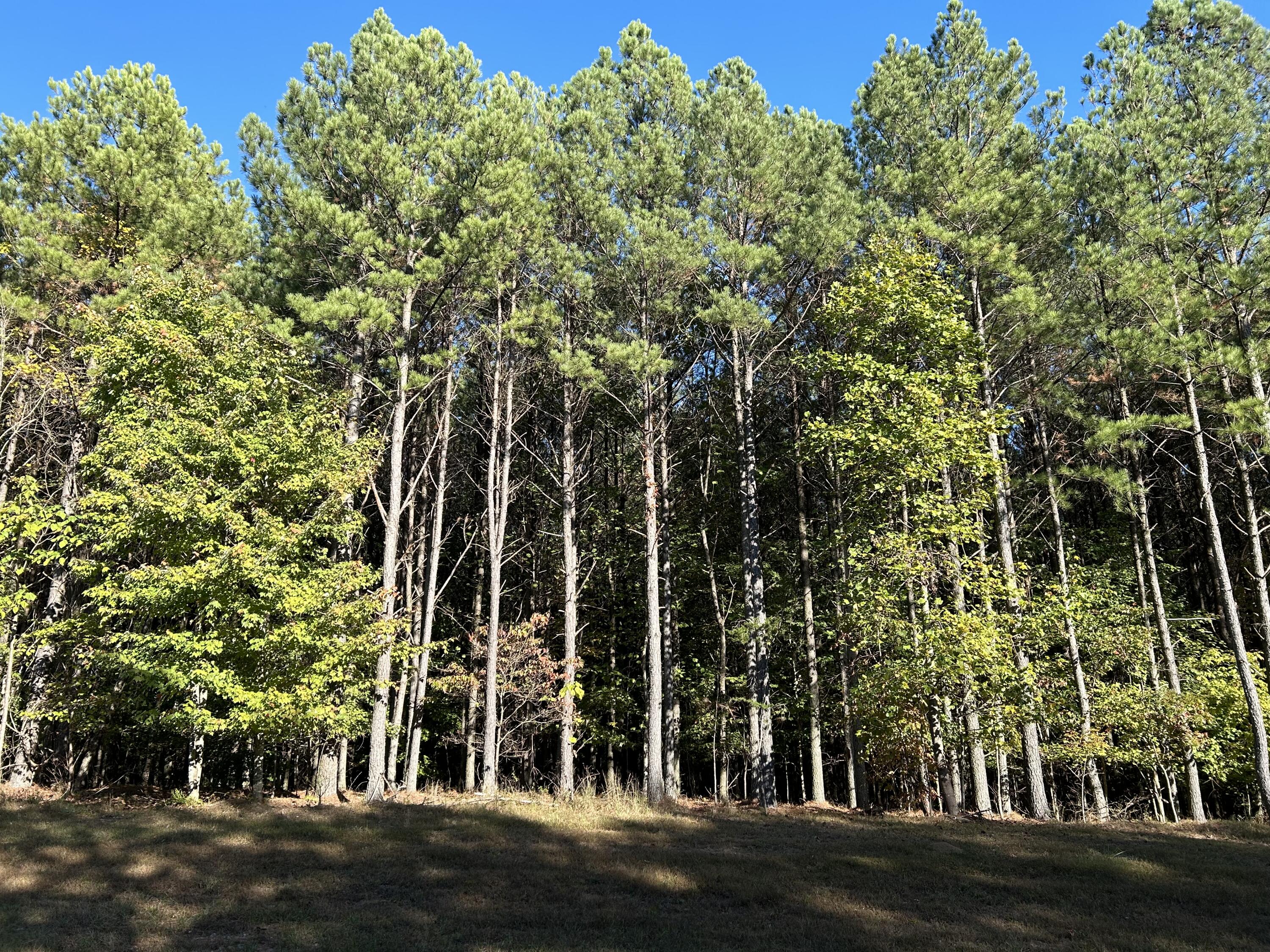2035 Crockett Point #JF-609, Jasper, Tennessee image 1