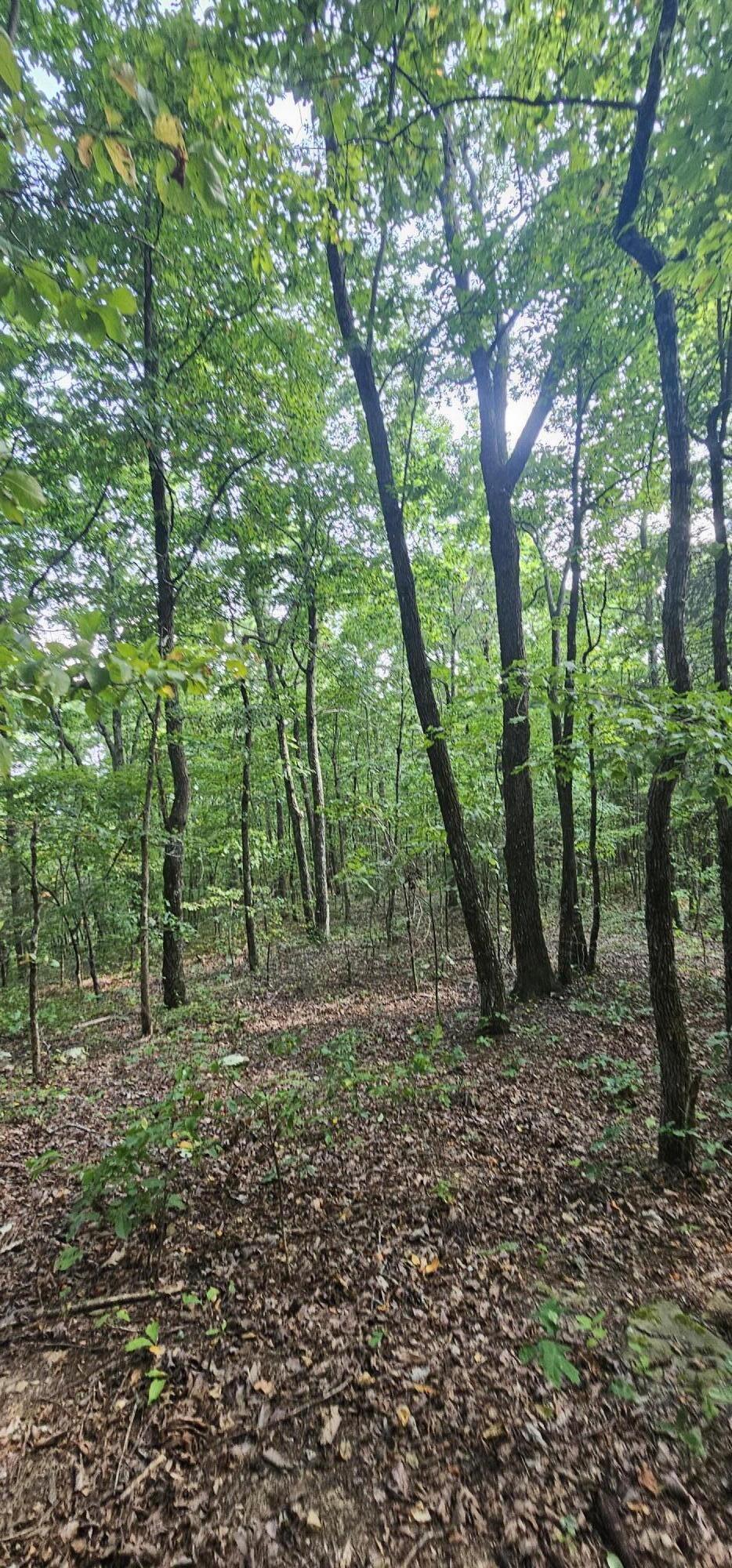 000 Cove Hill Road, Pikeville, Tennessee image 4