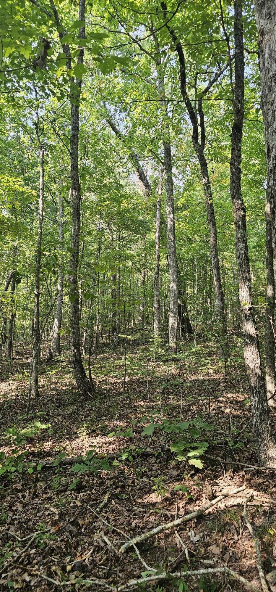 000 Cove Hill Road, Pikeville, Tennessee image 2