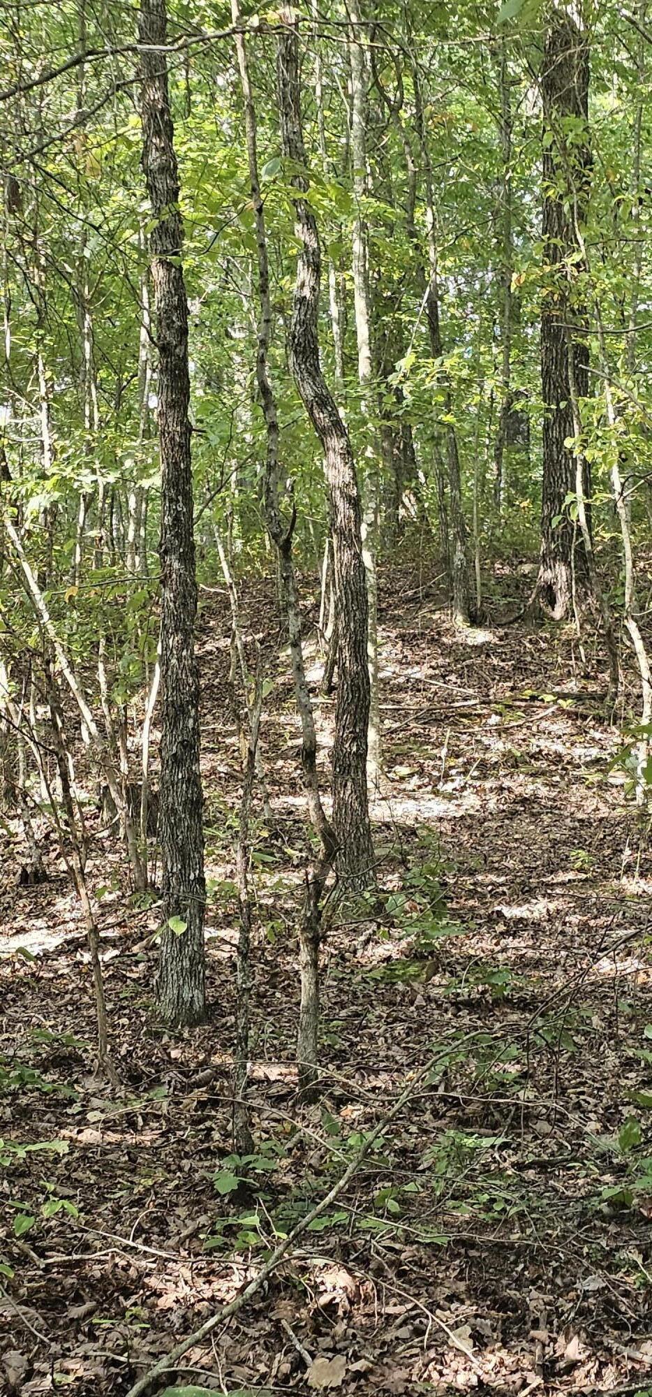 000 Cove Hill Road, Pikeville, Tennessee image 3