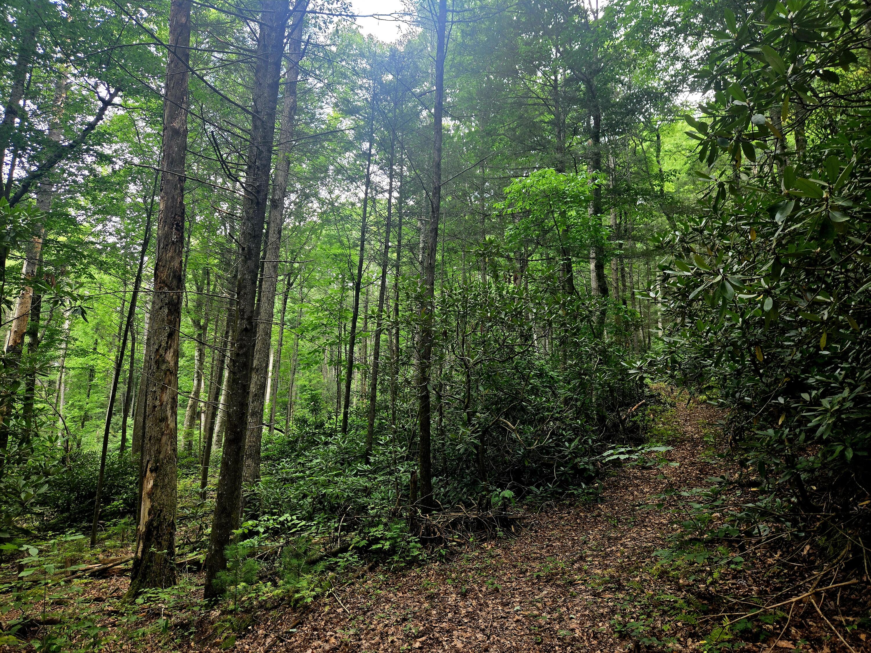 Holder Cemetery Road, Tellico Plains, Tennessee image 2