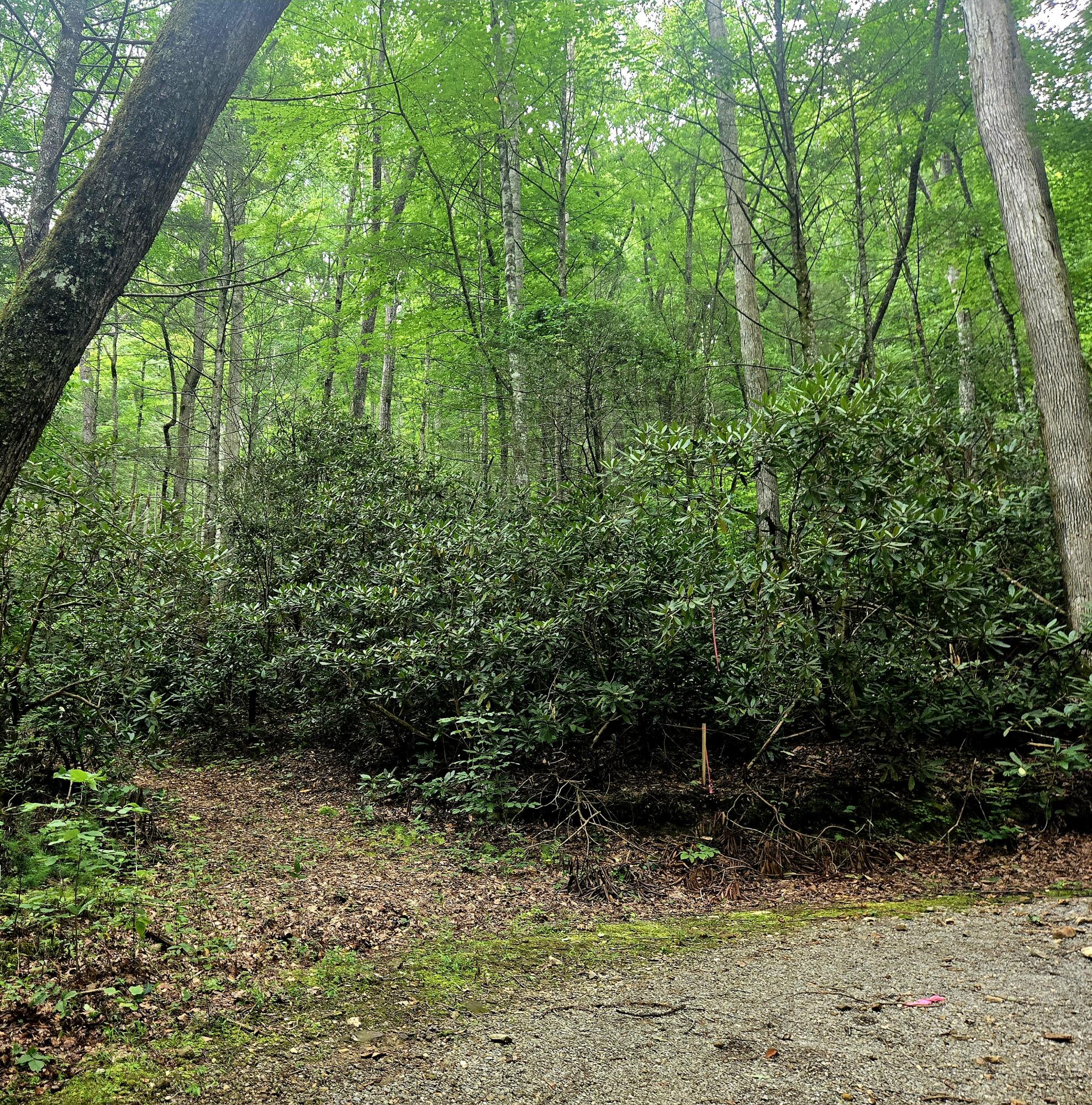 Holder Cemetery Road, Tellico Plains, Tennessee image 1