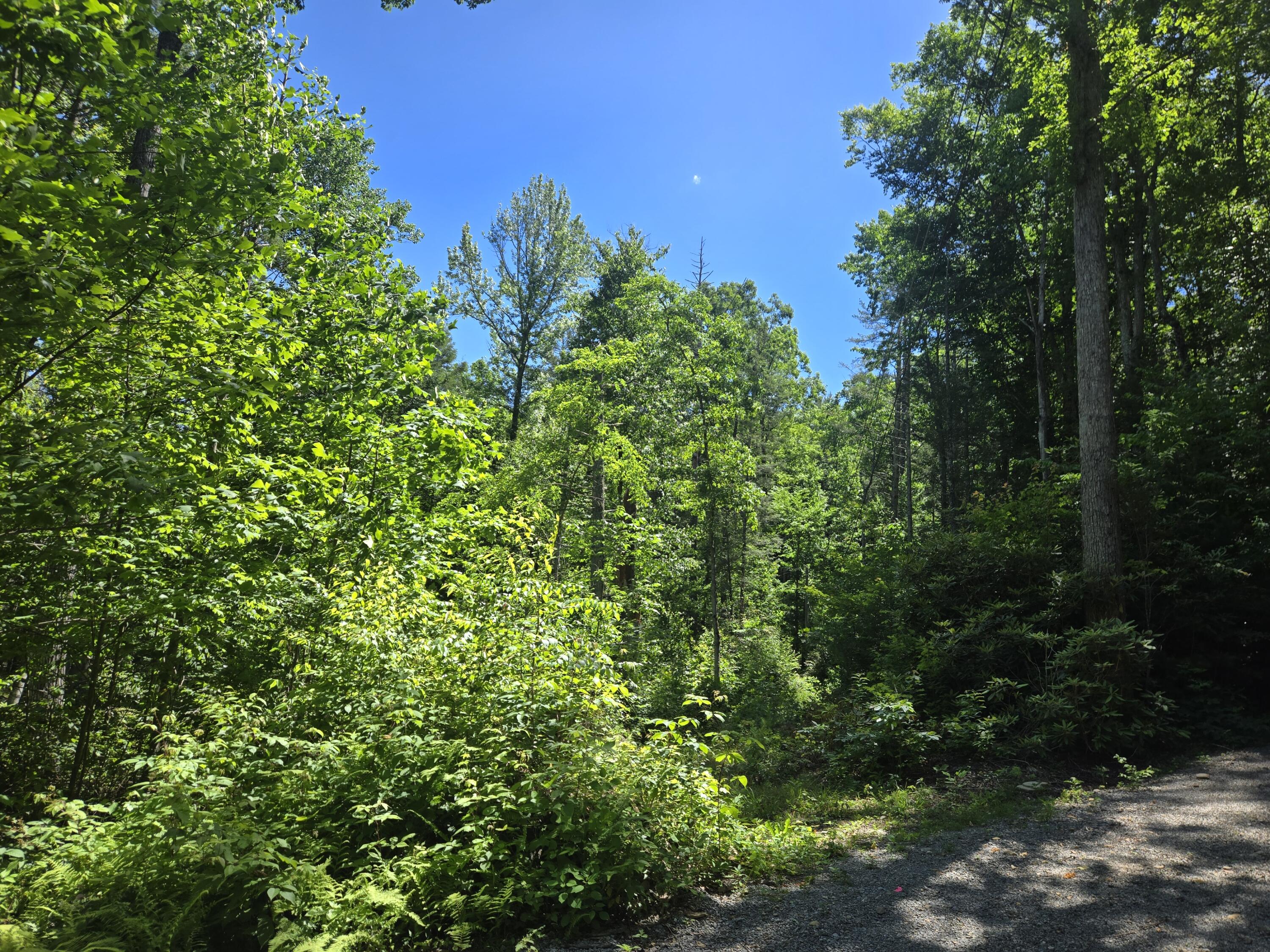 Holder Cemetery Road, Tellico Plains, Tennessee image 3