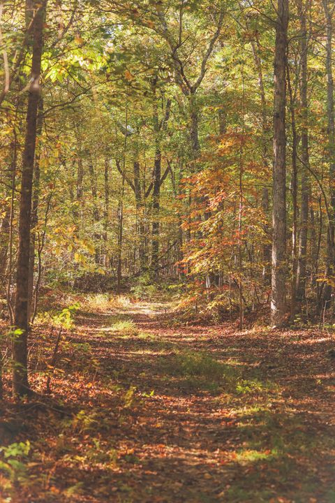 Tiny photo for 1047 Nelson Harrison Road, Evensville, TN 37332 (MLS # 1531180)