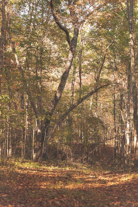 Tiny photo for 1047 Nelson Harrison Road, Evensville, TN 37332 (MLS # 1531180)