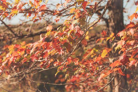 Tiny photo for 1047 Nelson Harrison Road, Evensville, TN 37332 (MLS # 1531180)