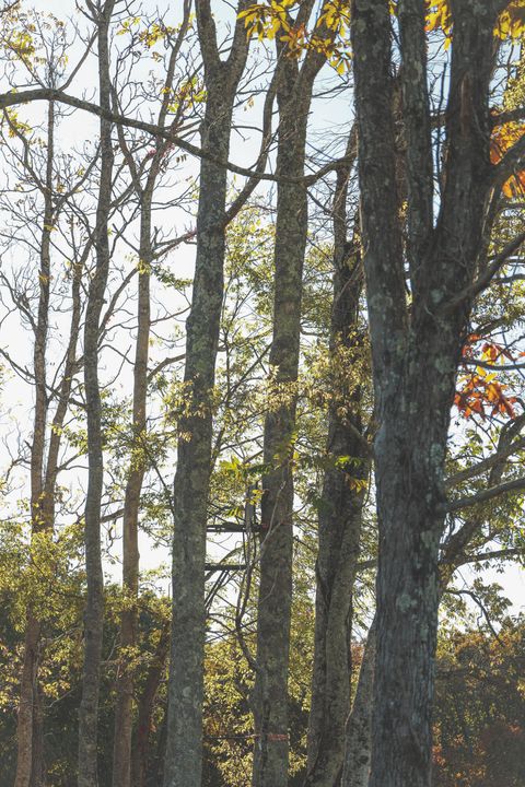 Tiny photo for 1047 Nelson Harrison Road, Evensville, TN 37332 (MLS # 1531180)