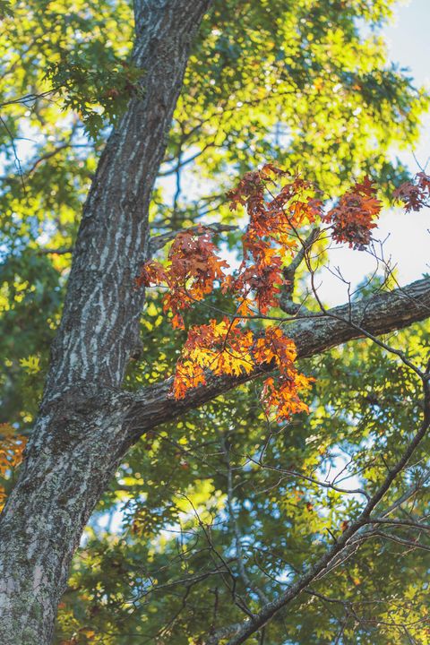 Tiny photo for 1047 Nelson Harrison Road, Evensville, TN 37332 (MLS # 1531180)