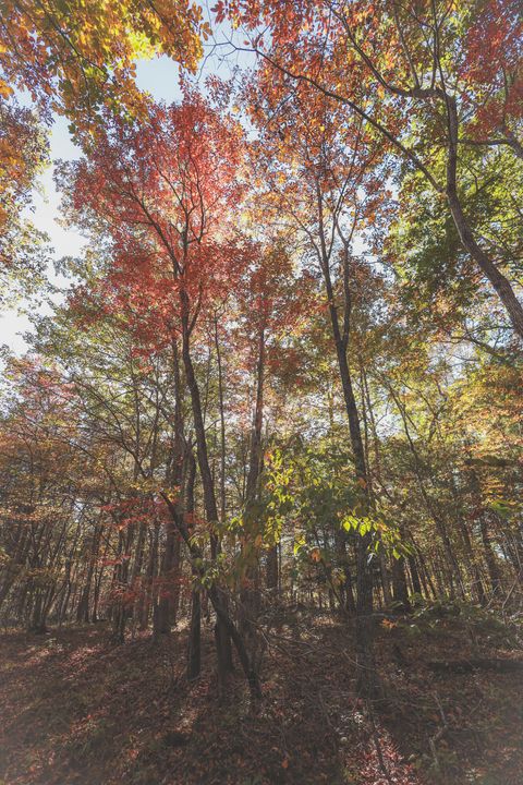 Tiny photo for 1047 Nelson Harrison Road, Evensville, TN 37332 (MLS # 1531180)