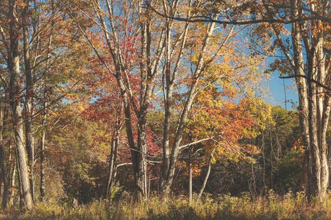 Tiny photo for 1047 Nelson Harrison Road, Evensville, TN 37332 (MLS # 1531180)