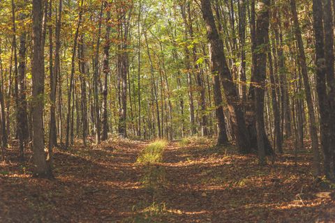 Tiny photo for 1047 Nelson Harrison Road, Evensville, TN 37332 (MLS # 1531180)