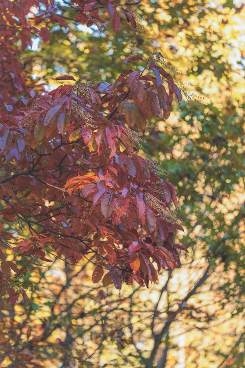 Tiny photo for 1047 Nelson Harrison Road, Evensville, TN 37332 (MLS # 1531180)