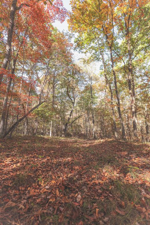 Tiny photo for 1047 Nelson Harrison Road, Evensville, TN 37332 (MLS # 1531180)