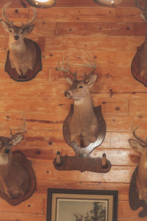 Tiny photo for 1047 Nelson Harrison Road, Evensville, TN 37332 (MLS # 1531180)