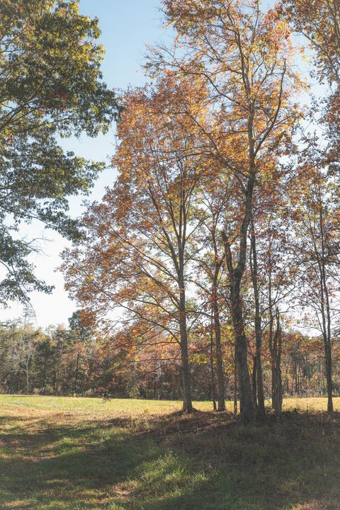 Tiny photo for 1047 Nelson Harrison Road, Evensville, TN 37332 (MLS # 1531180)