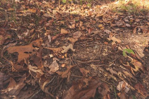 Tiny photo for 1047 Nelson Harrison Road, Evensville, TN 37332 (MLS # 1531180)