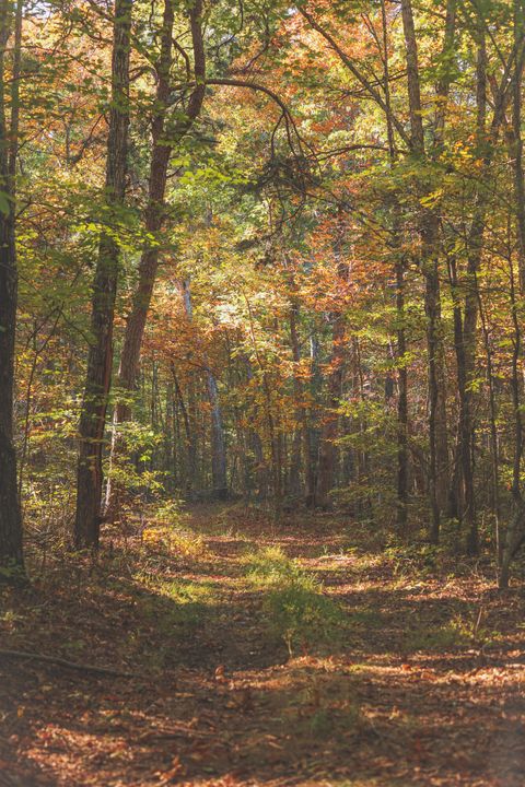 Tiny photo for 1047 Nelson Harrison Road, Evensville, TN 37332 (MLS # 1531180)