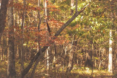 Tiny photo for 1047 Nelson Harrison Road, Evensville, TN 37332 (MLS # 1531180)